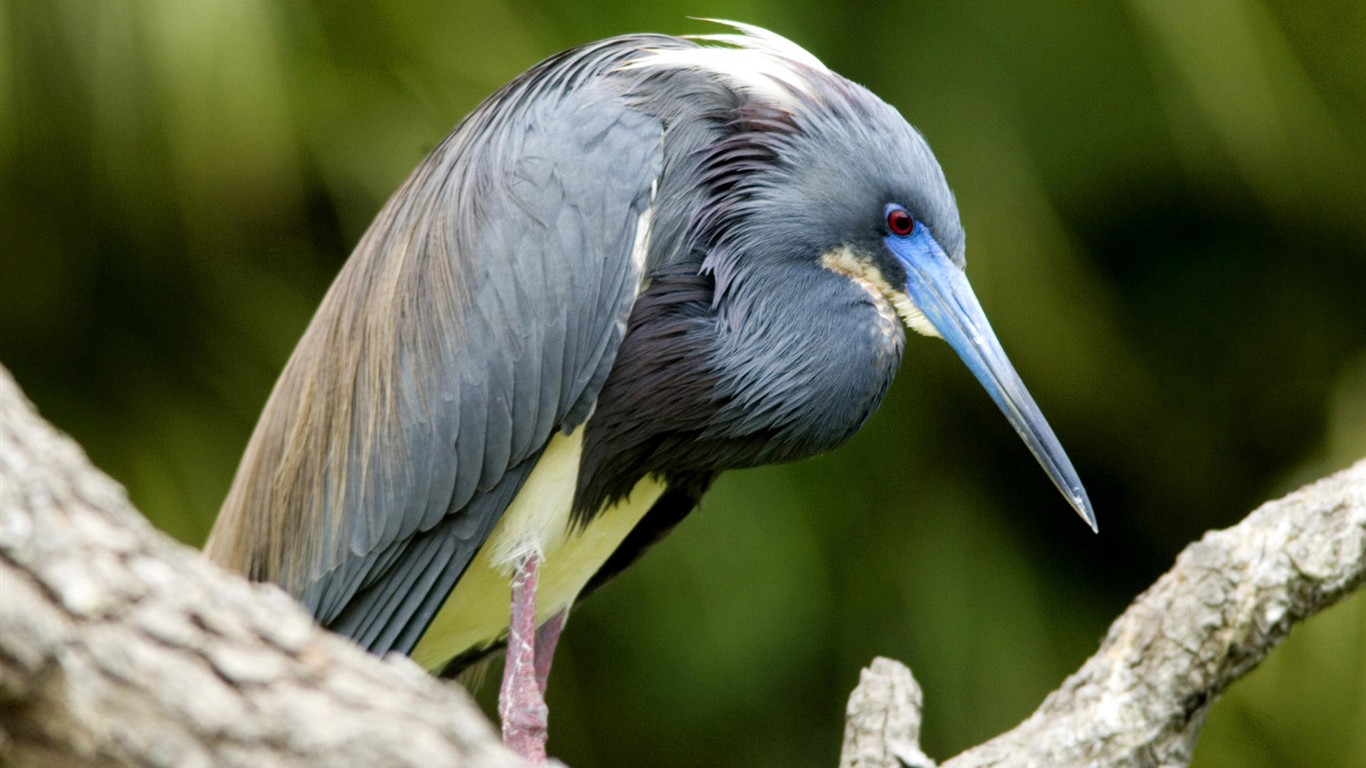 Fonds d'écran HD Photo Oiseaux #13 - 1366x768