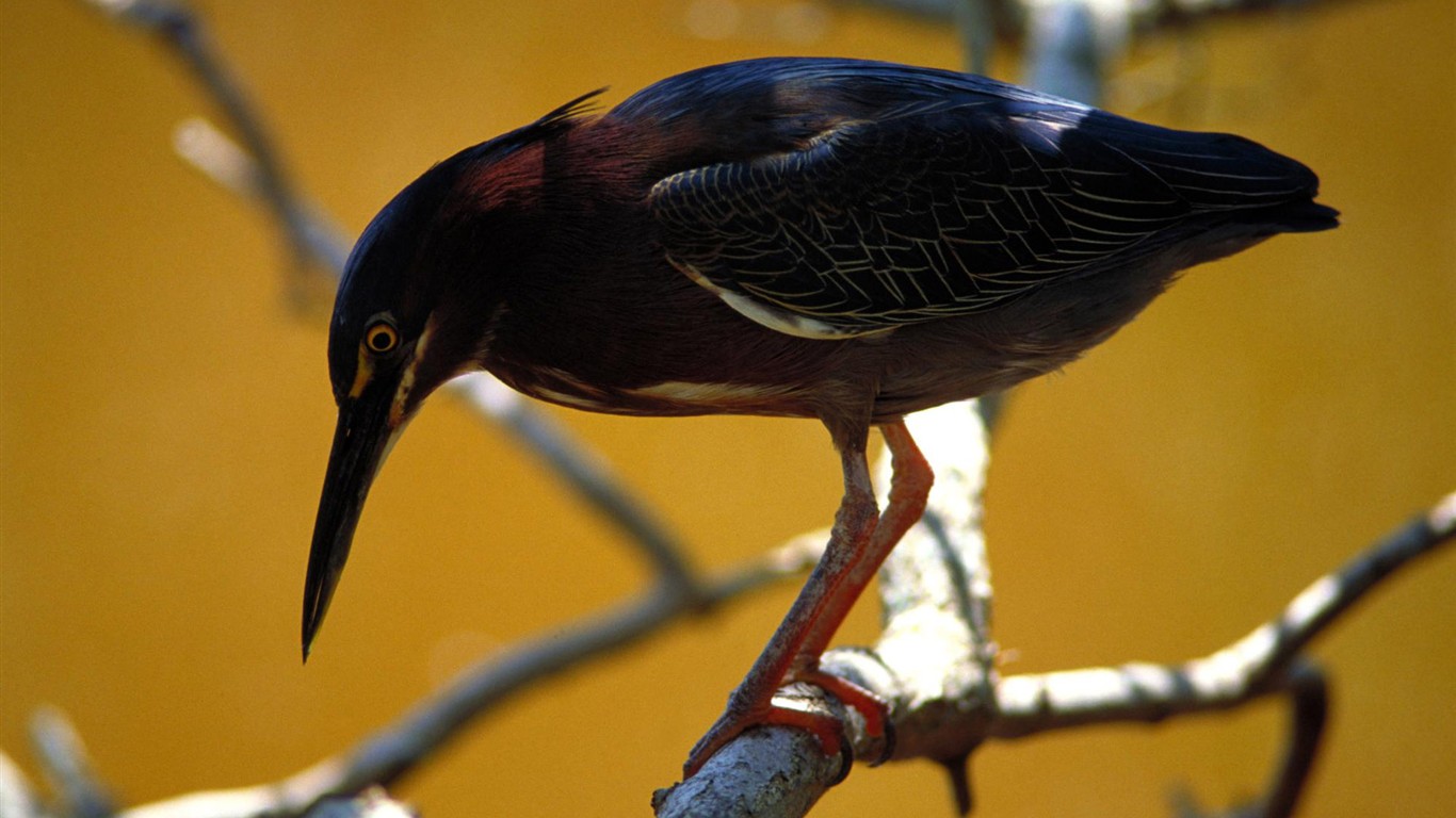 Fonds d'écran HD Photo Oiseaux #14 - 1366x768