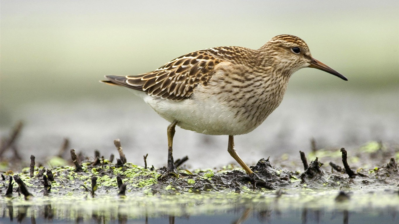  HDの壁紙鳥の写真 #28 - 1366x768