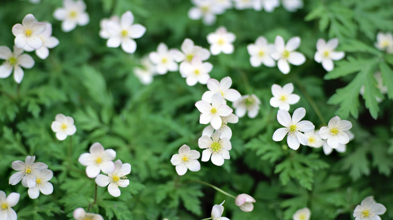 Fond d'écran de fleurs sauvages #1 - 1366x768