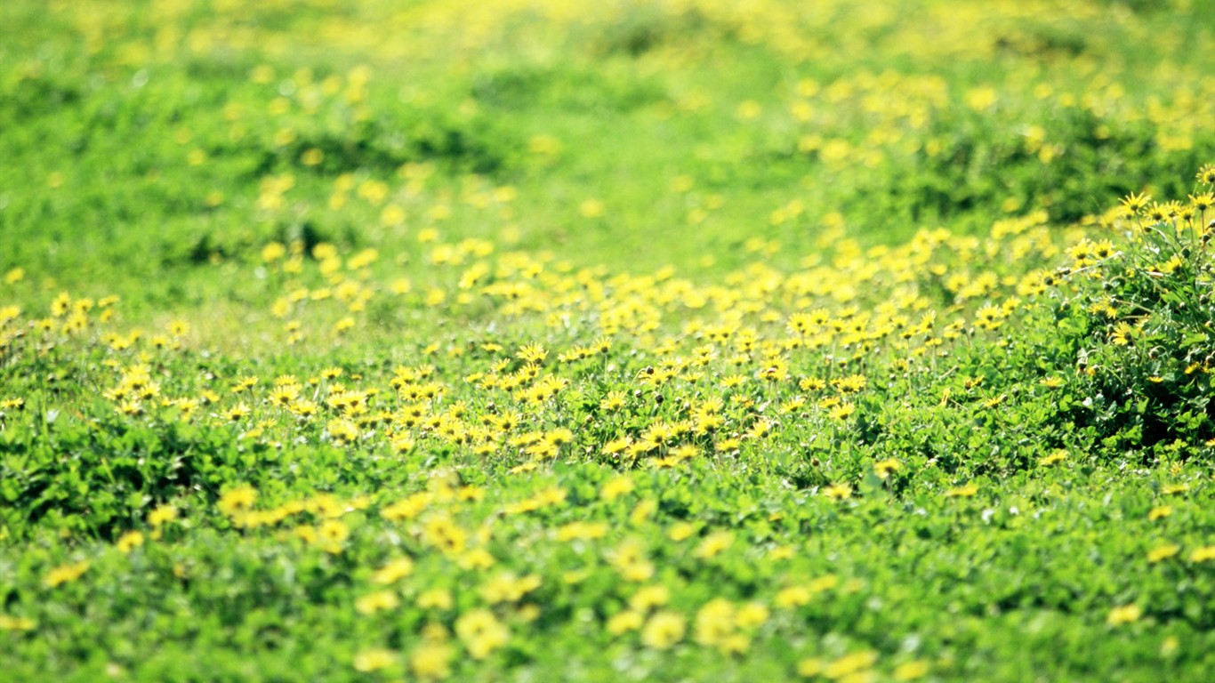 Wildflower Hintergrundbilder #22 - 1366x768