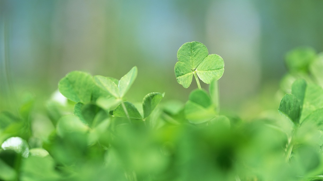 Fresh green leaf wallpaper (1) #12 - 1366x768