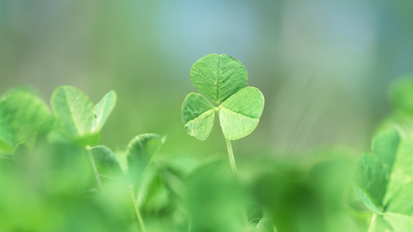 Fresh green leaf wallpaper (1) #13 - 1366x768