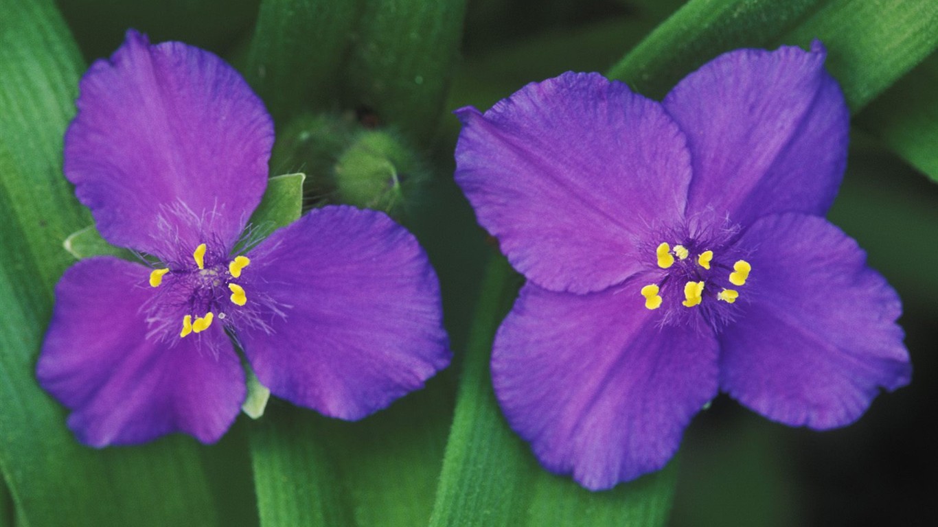 美麗鮮花桌面壁紙(一) #32 - 1366x768