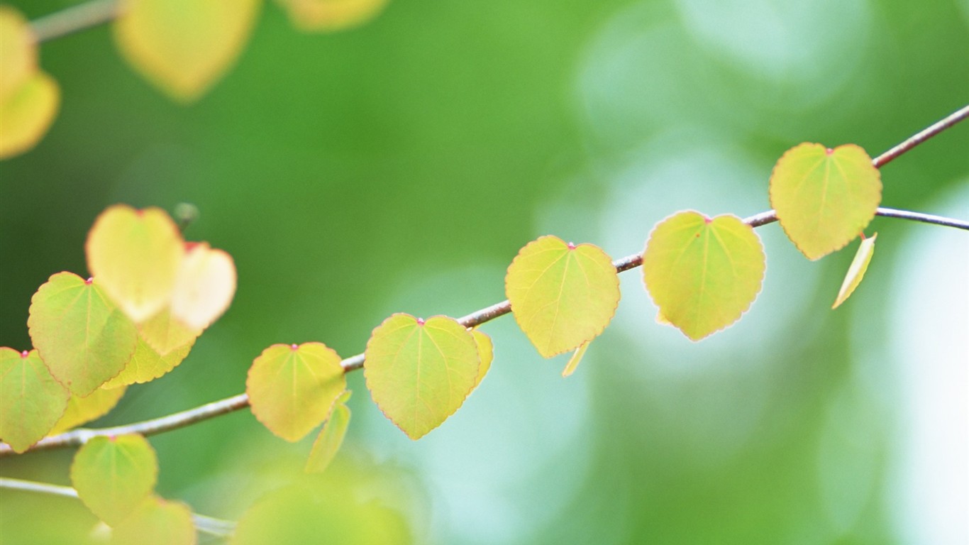 Fresh green leaf wallpaper (2) #4 - 1366x768