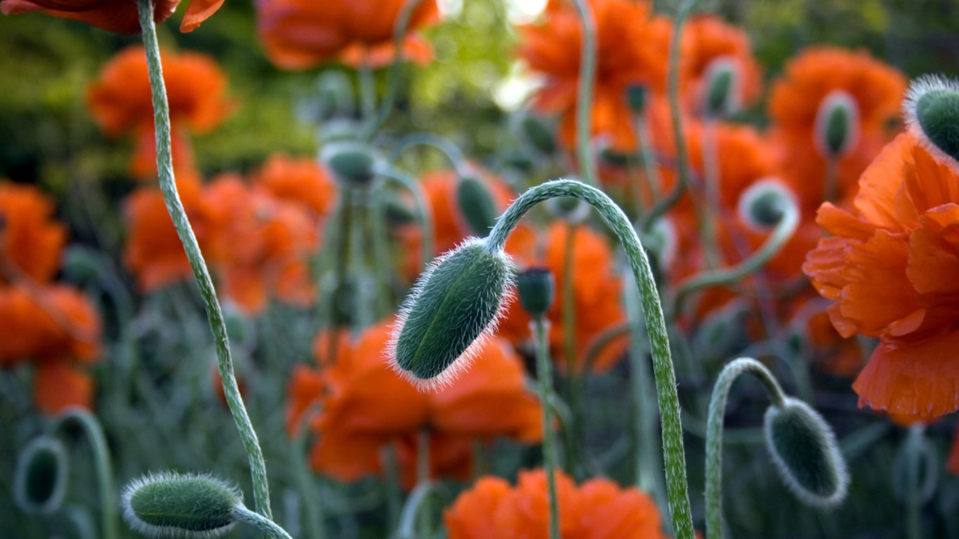 Schöne Blumen Wallpaper (1) #4 - 1366x768