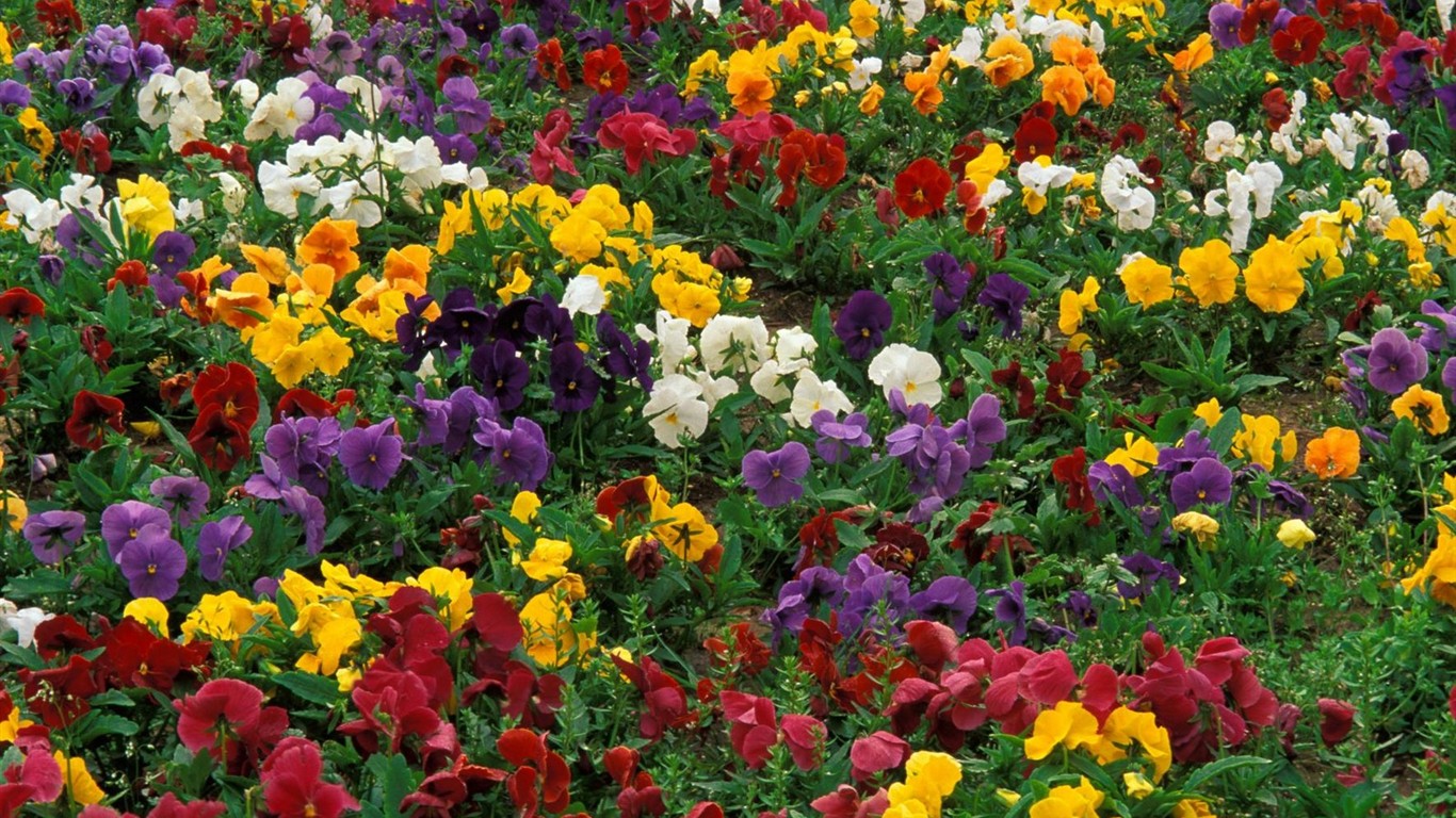 Hermoso fondo de pantalla Flores (2) #4 - 1366x768