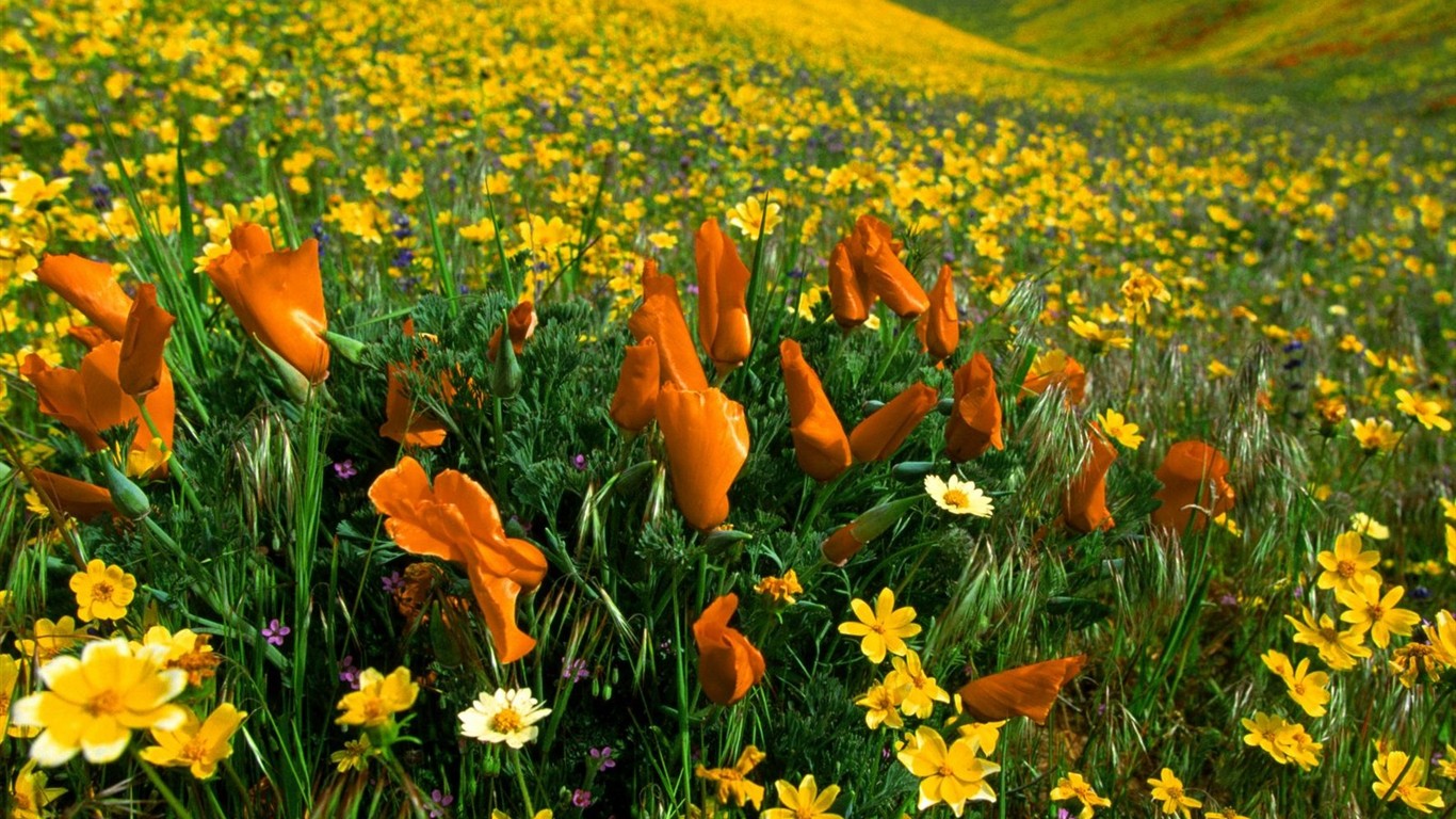 Hermoso fondo de pantalla Flores (2) #6 - 1366x768