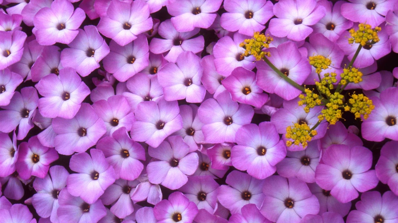 Hermoso fondo de pantalla Flores (2) #10 - 1366x768