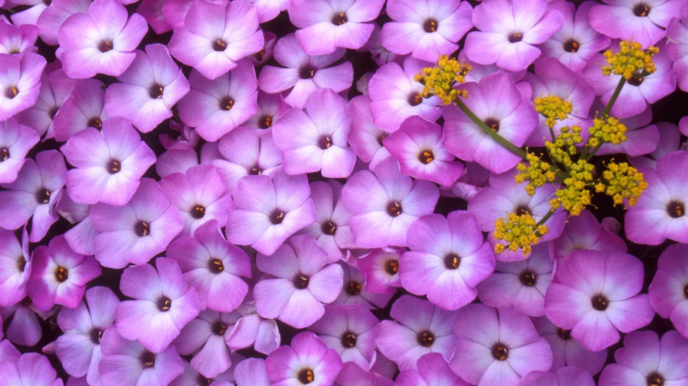 Beautiful Flowers wallpaper (2) #10 - 1366x768