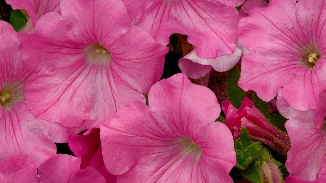 Hermoso fondo de pantalla Flores (2) #13 - 1366x768