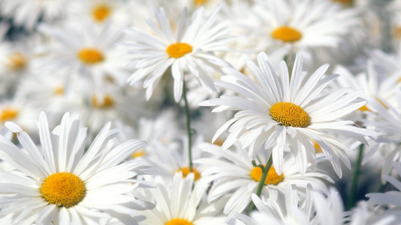 Hermoso fondo de pantalla Flores (2) #17 - 1366x768