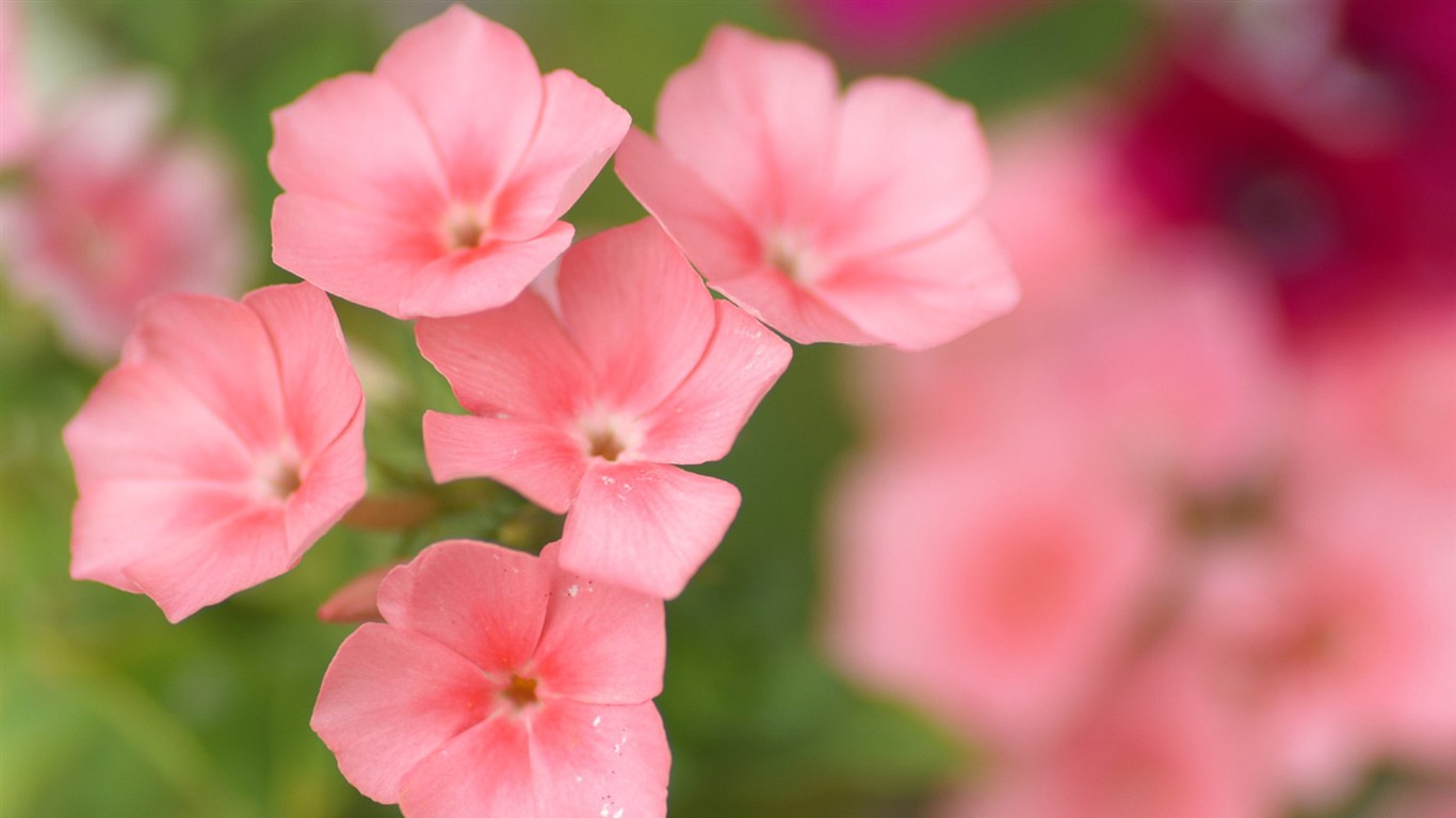 fondos de escritorio de flores brillantes de cerca #1 - 1366x768