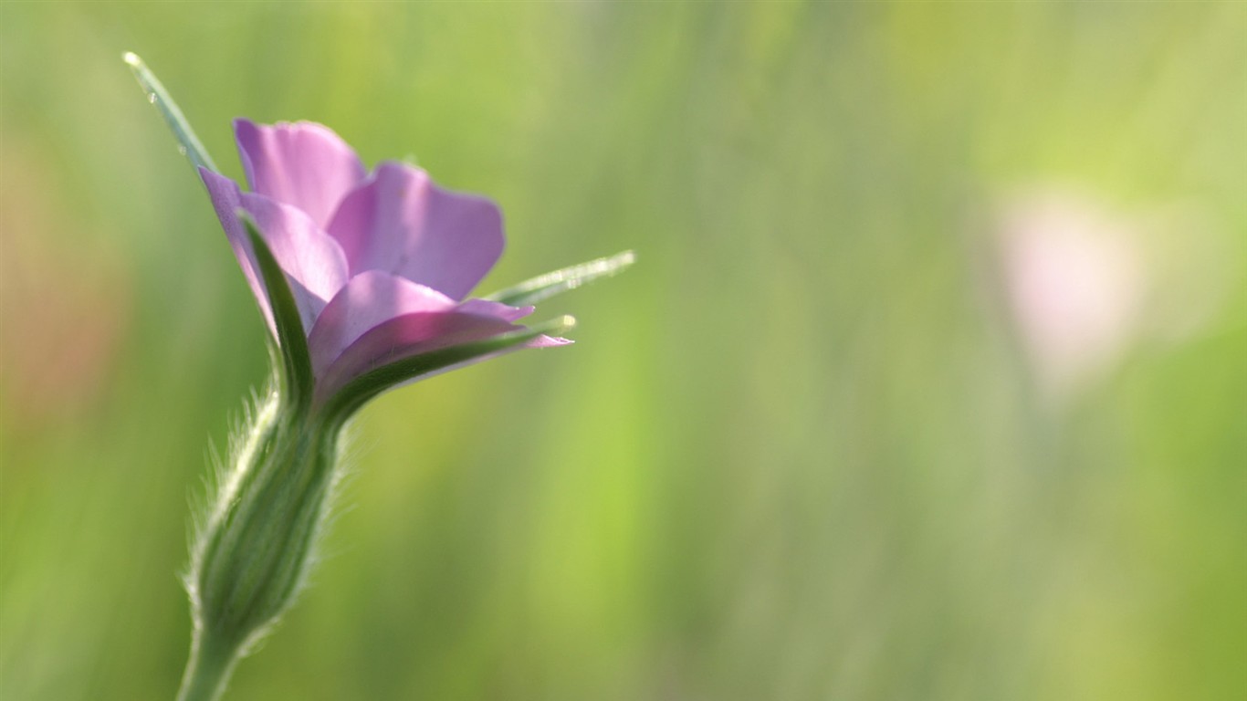 fondos de escritorio de flores brillantes de cerca #2 - 1366x768