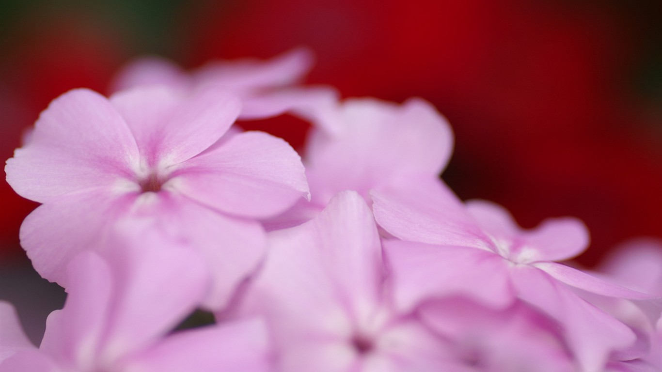 fondos de escritorio de flores brillantes de cerca #4 - 1366x768