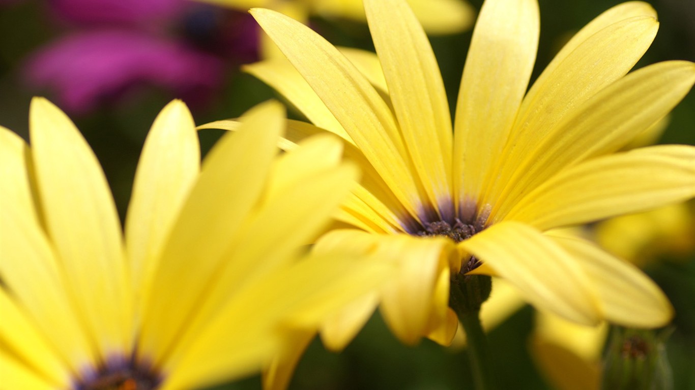 fondos de escritorio de flores brillantes de cerca #5 - 1366x768