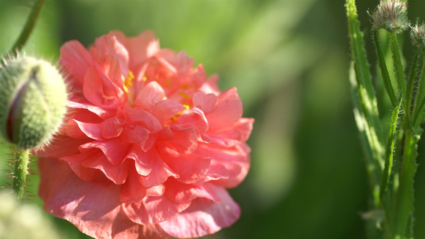 fondos de escritorio de flores brillantes de cerca #6 - 1366x768