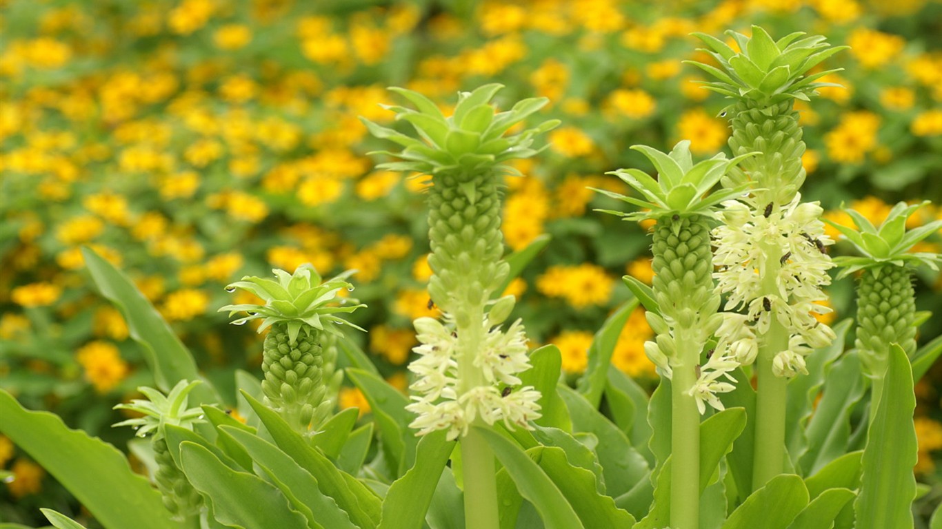 灿烂花朵特写壁纸16 - 1366x768