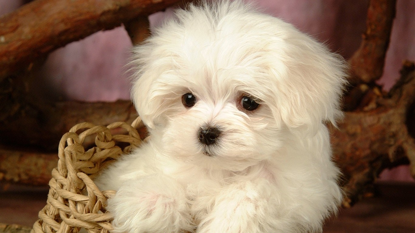 Fluffy little dog wallpaper #22 - 1366x768