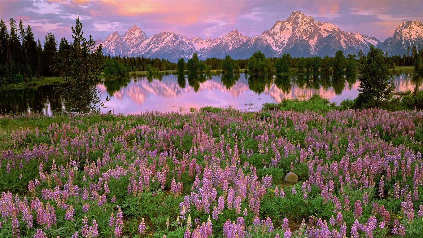 Hermoso fondo de pantalla Flores (3) #3 - 1366x768