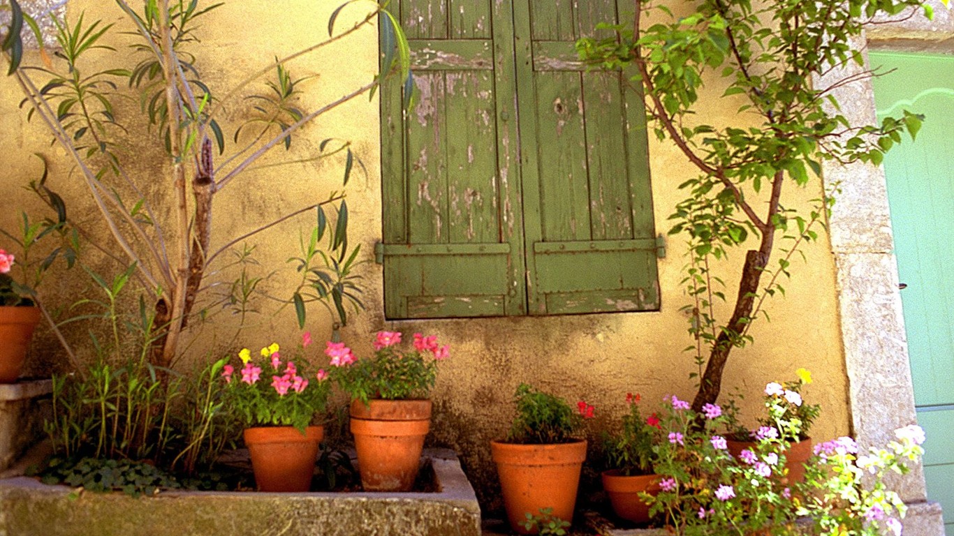 Belles fleurs fonds d'écran (3) #21 - 1366x768