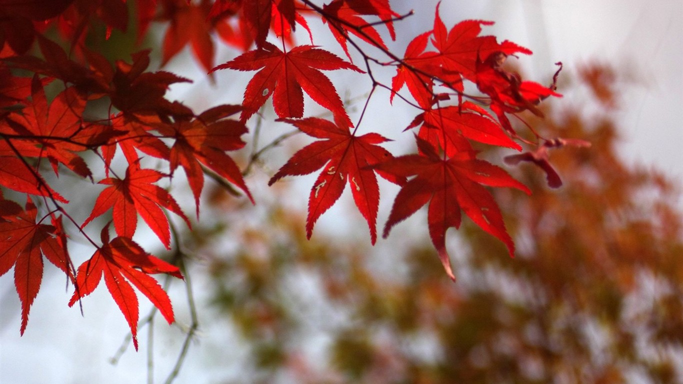 Japan Tour: Berg Rokko Blätter #1 - 1366x768