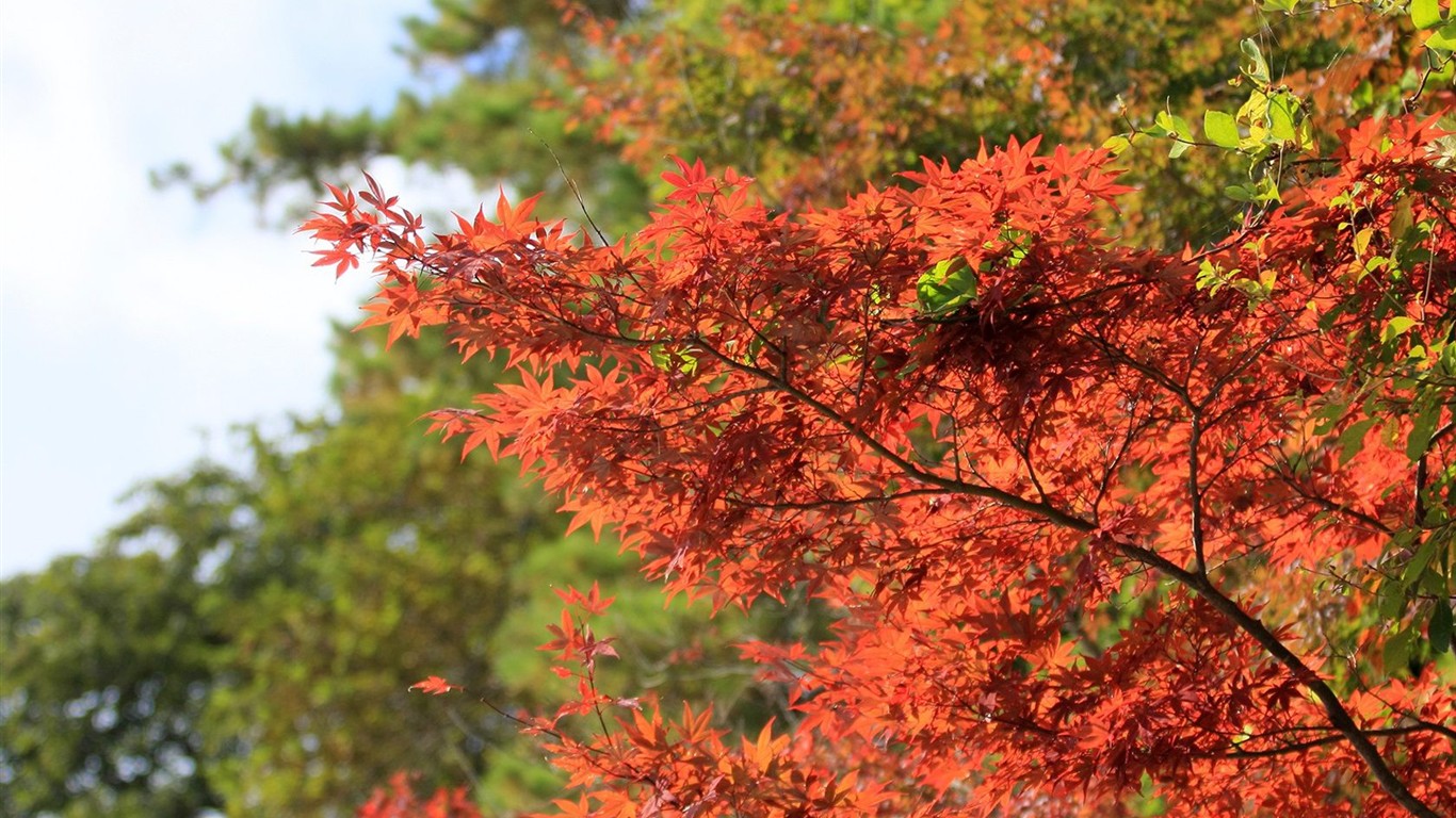 Japan Tour: Rokko Mountain feuilles #3 - 1366x768