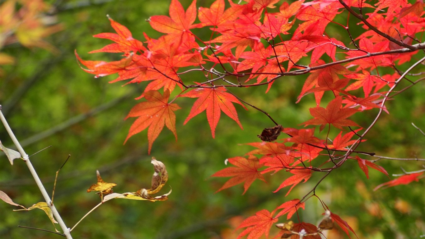 Japan Tour: Rokko Mountain feuilles #5 - 1366x768