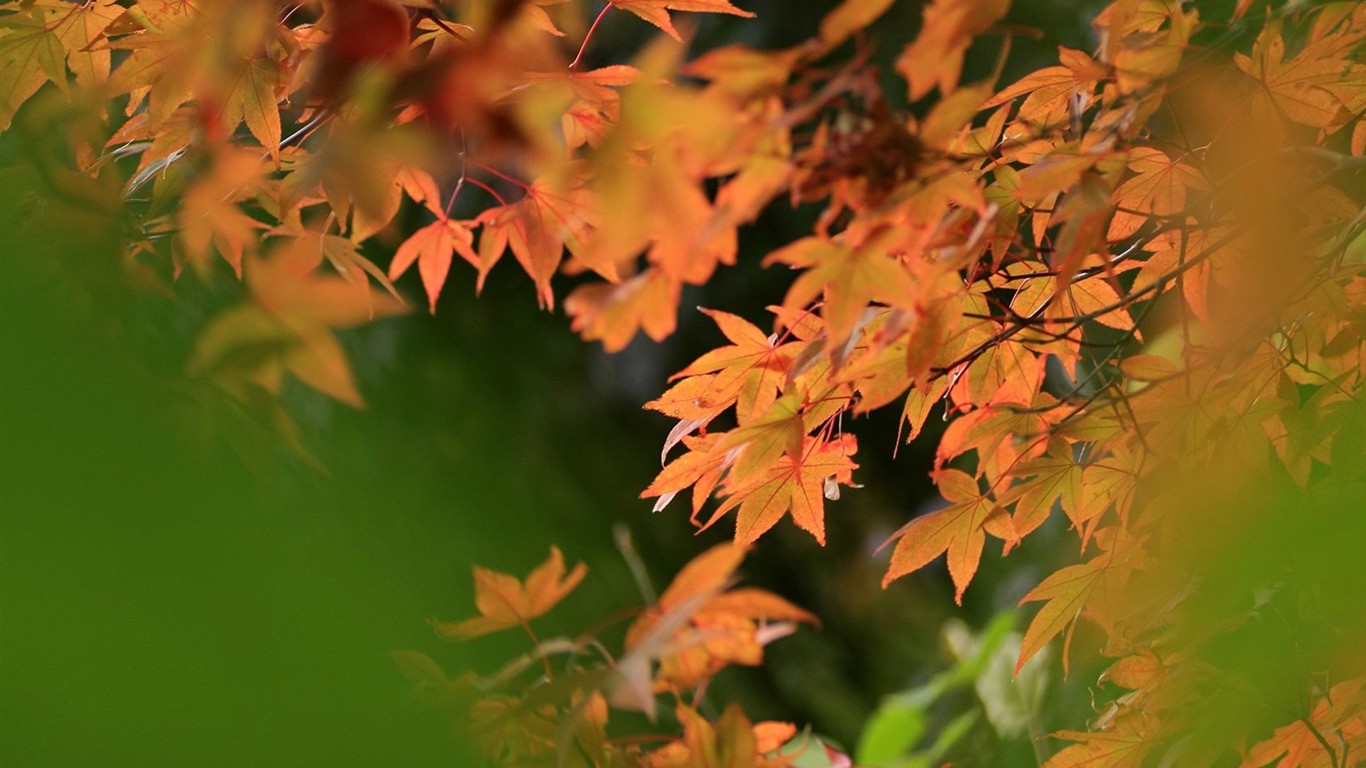 Japan Tour: Rokko Mountain feuilles #6 - 1366x768