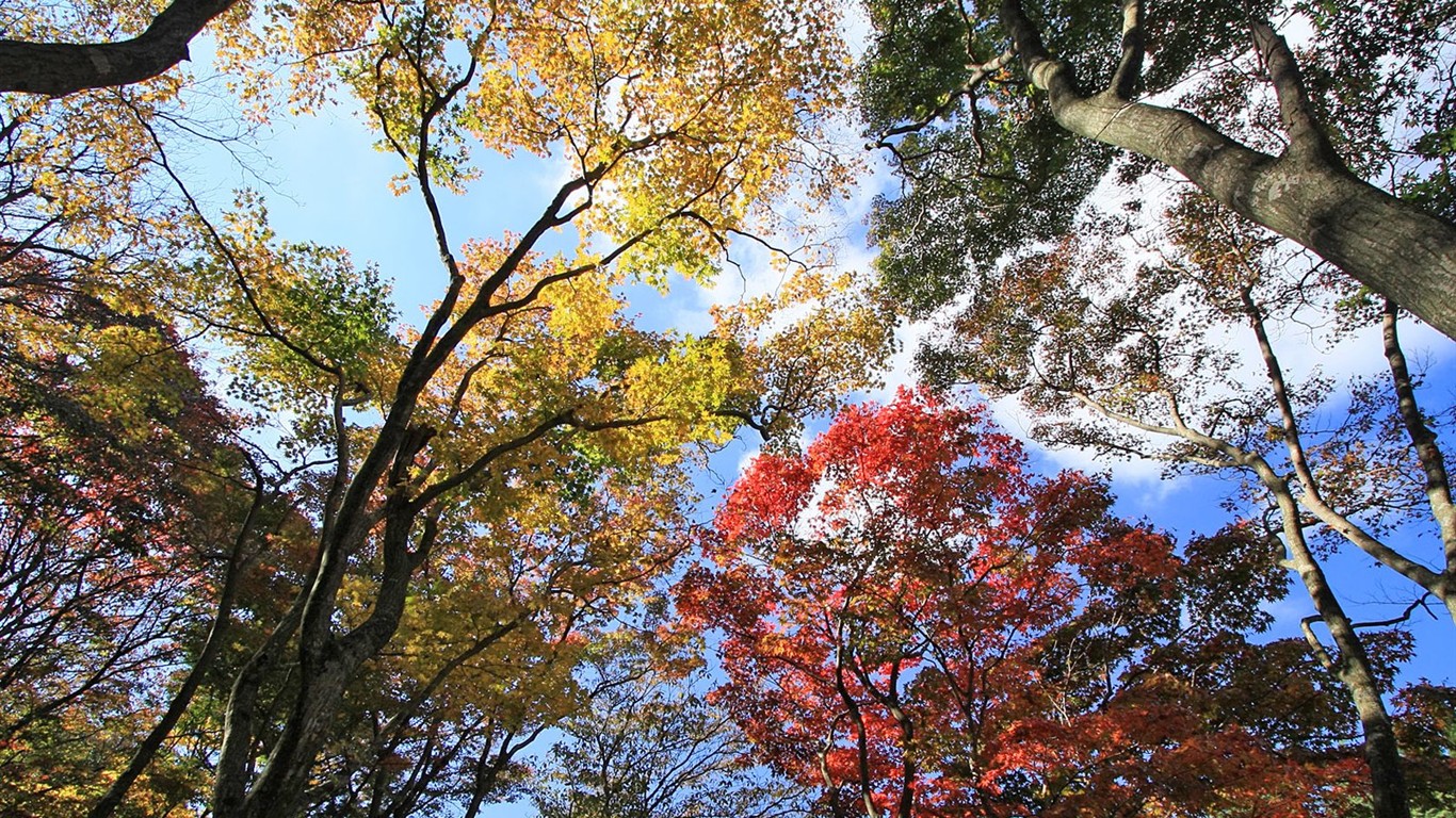 日本之旅：六甲山之紅葉 #11 - 1366x768