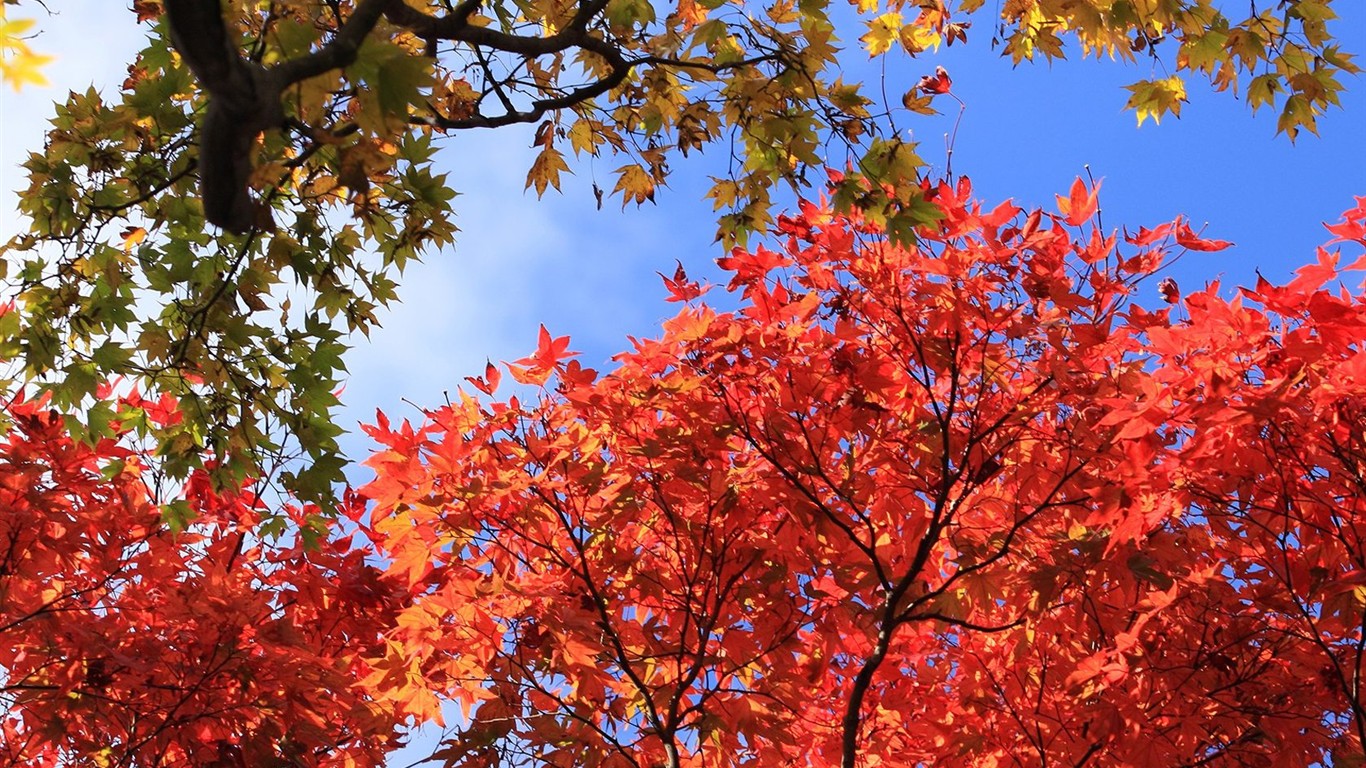 Japan Tour: Rokko Mountain feuilles #12 - 1366x768