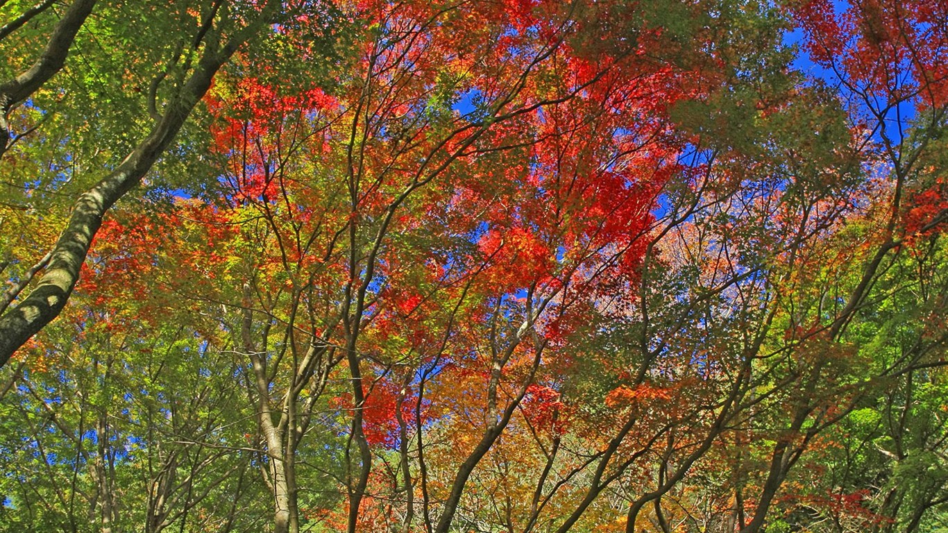 Japan Tour: Rokko Mountain feuilles #14 - 1366x768