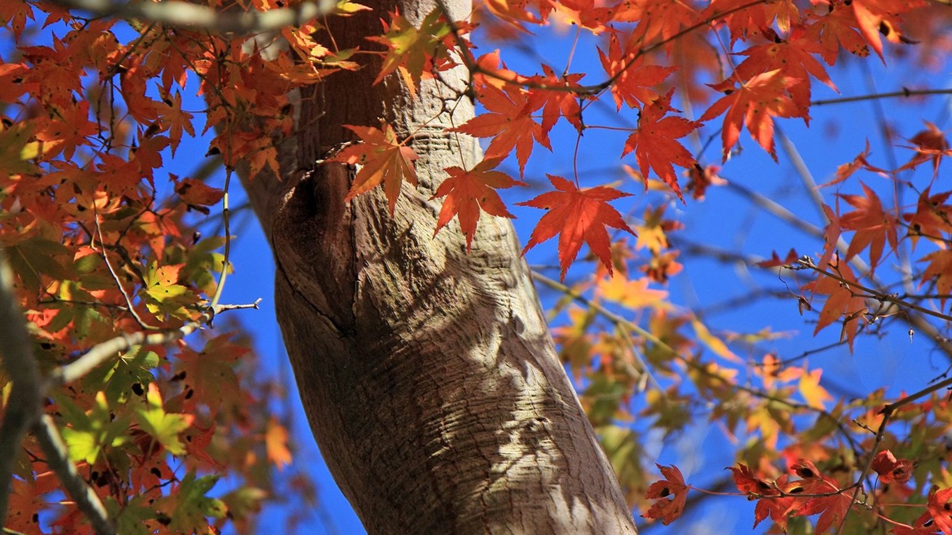 Japan Tour: Rokko Mountain feuilles #15 - 1366x768