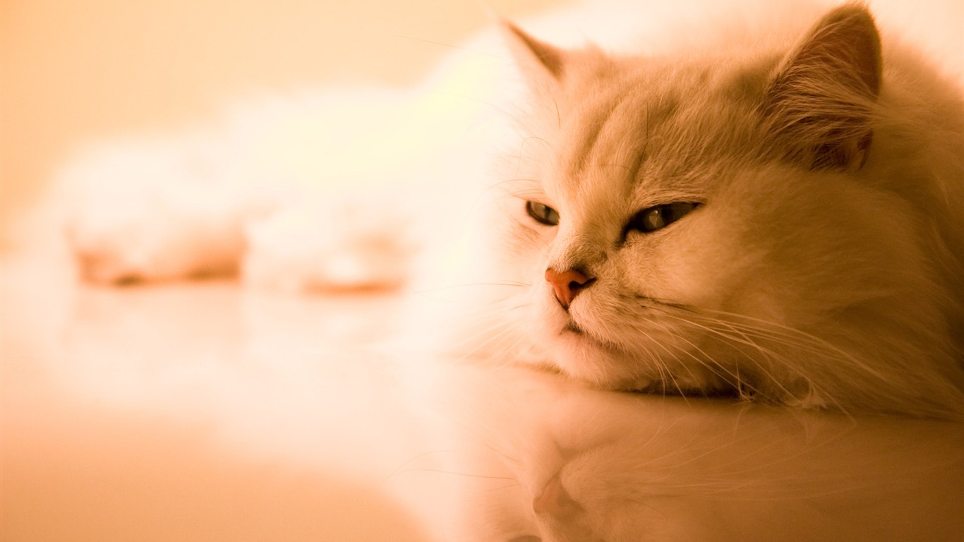 Cat photo HD Wallpapers #35 - 1366x768