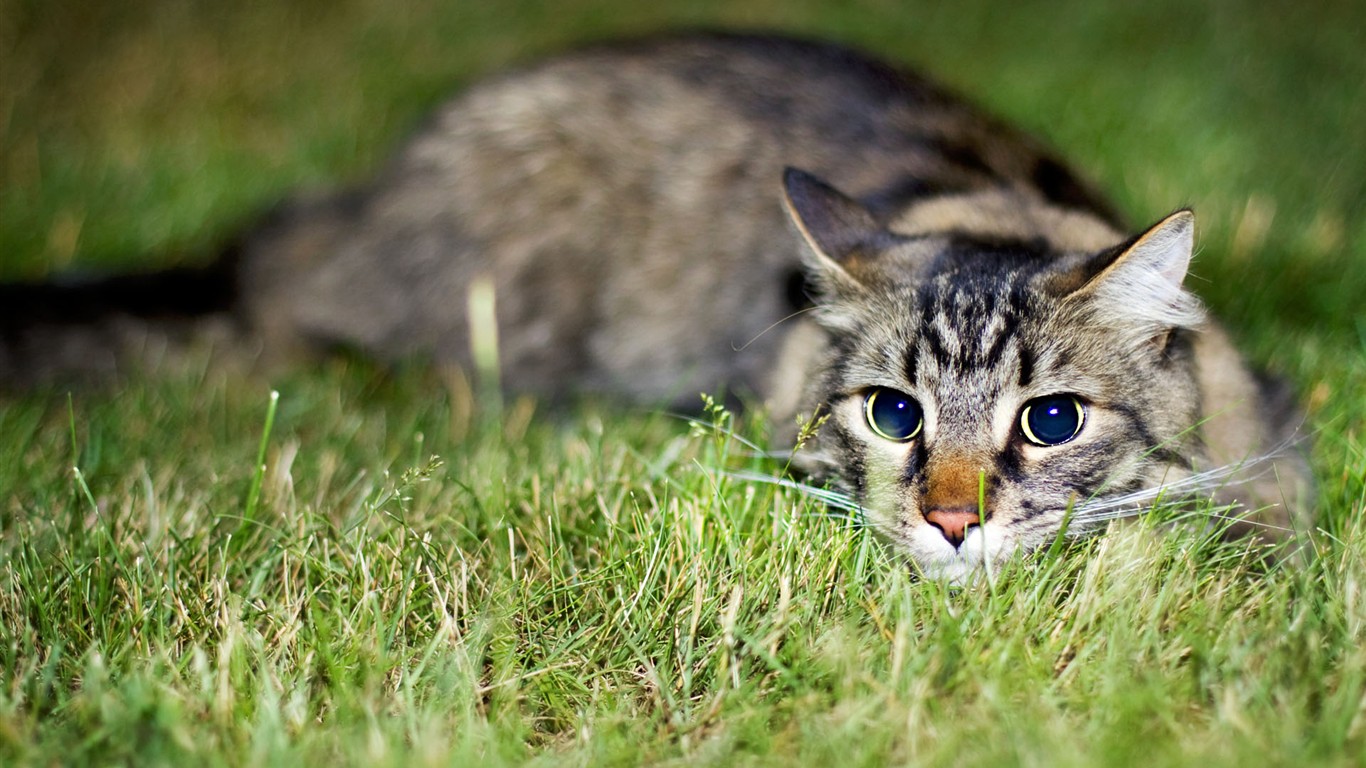 Cat photo d'écran HD #37 - 1366x768