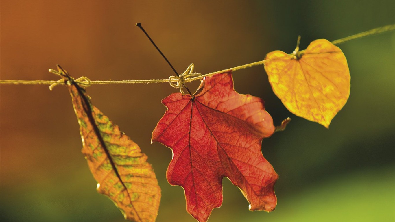 Fond d'écran épais décor de l'automne #2 - 1366x768