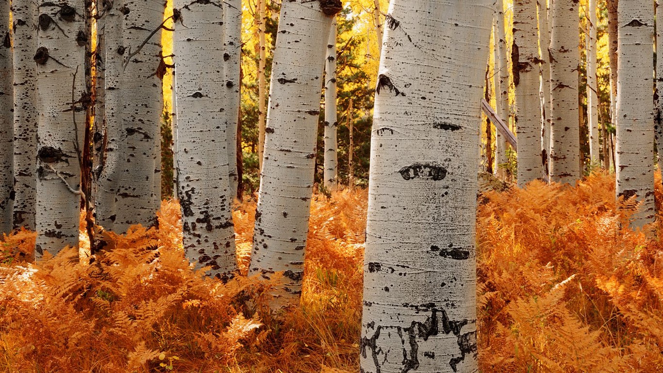 Thick autumn scenery wallpaper #7 - 1366x768