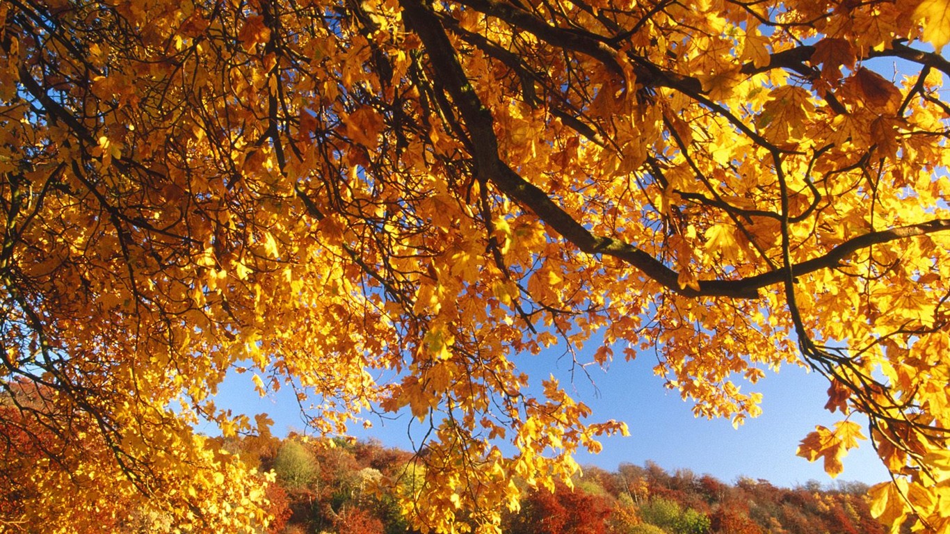 Thick autumn scenery wallpaper #8 - 1366x768