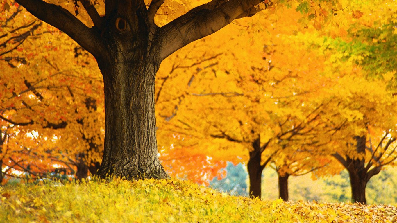 Thick autumn scenery wallpaper #10 - 1366x768