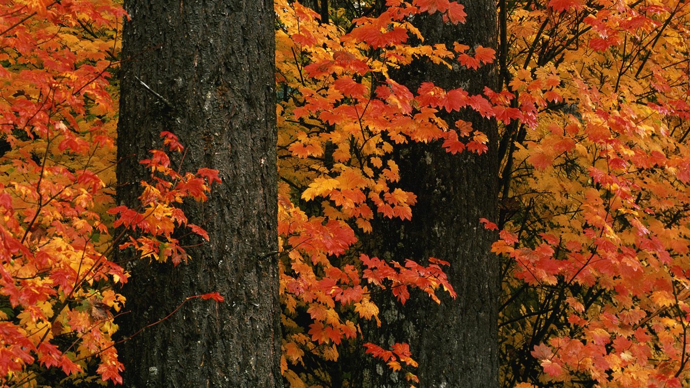 Thick autumn scenery wallpaper #15 - 1366x768