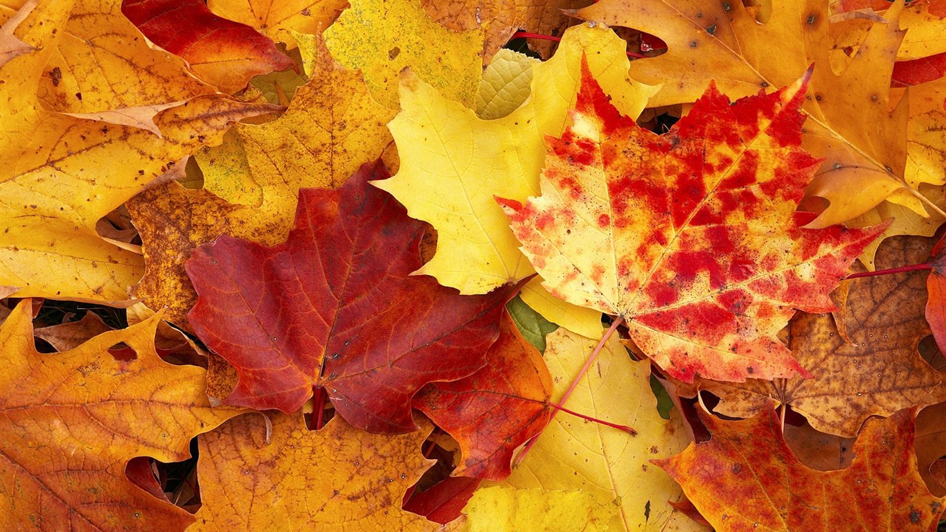 Thick autumn scenery wallpaper #20 - 1366x768
