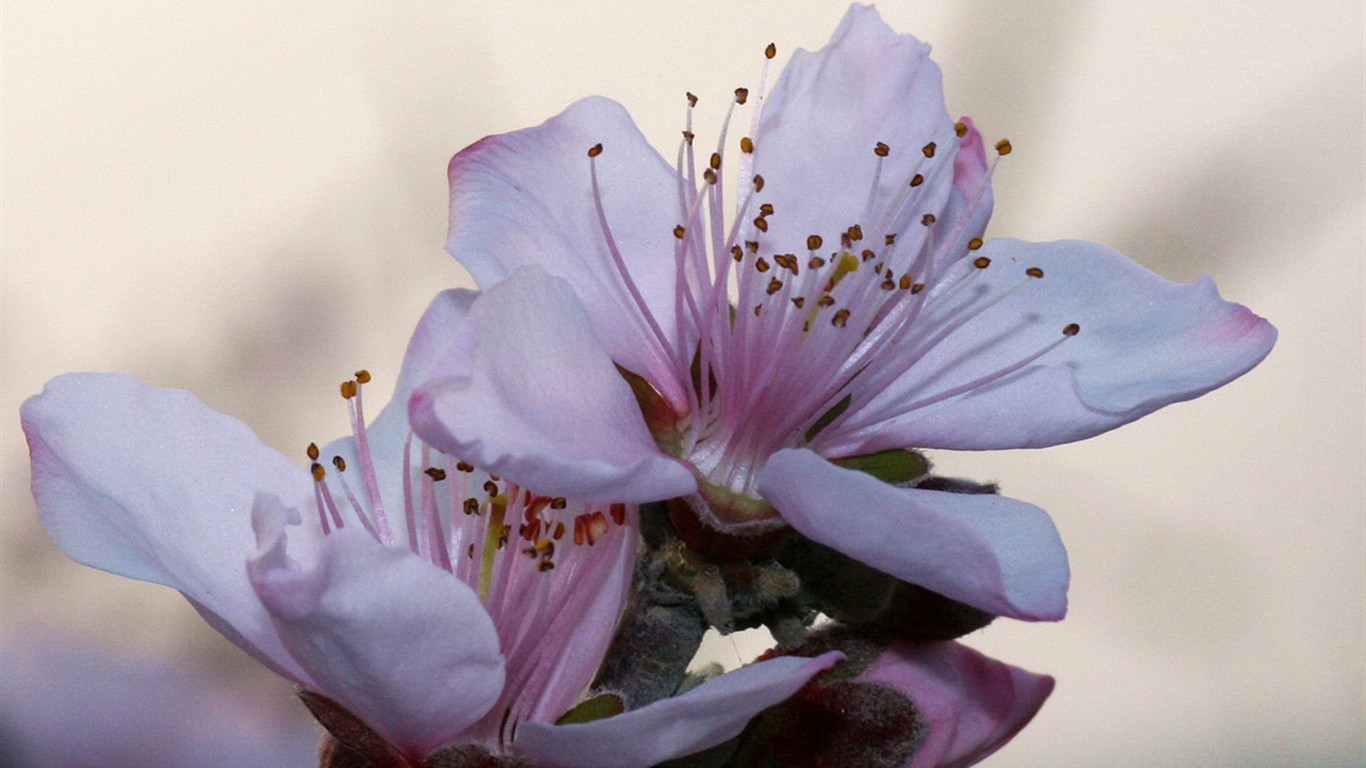 Flores de primavera (Minghu obras Metasequoia) #2 - 1366x768