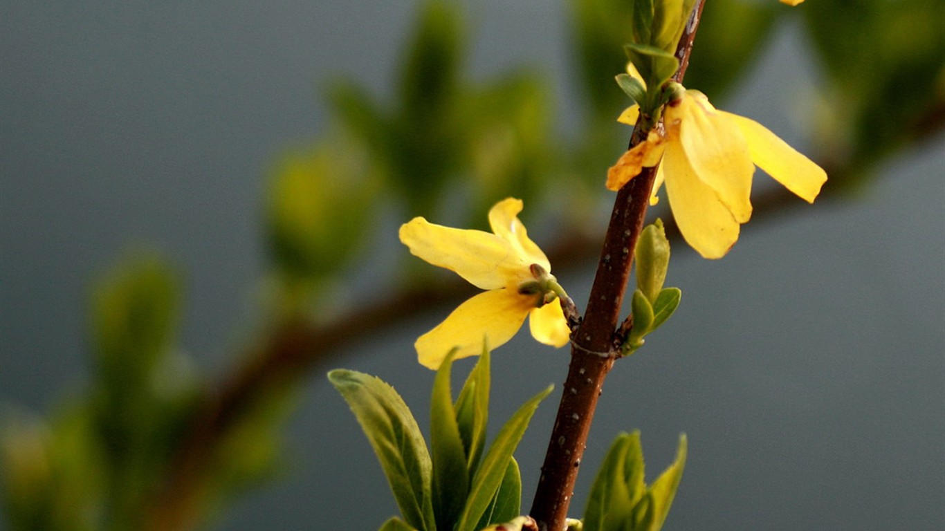 Flores de primavera (Minghu obras Metasequoia) #6 - 1366x768