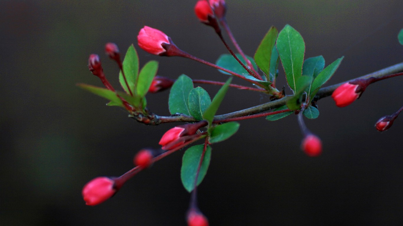 Flores de primavera (Minghu obras Metasequoia) #7 - 1366x768