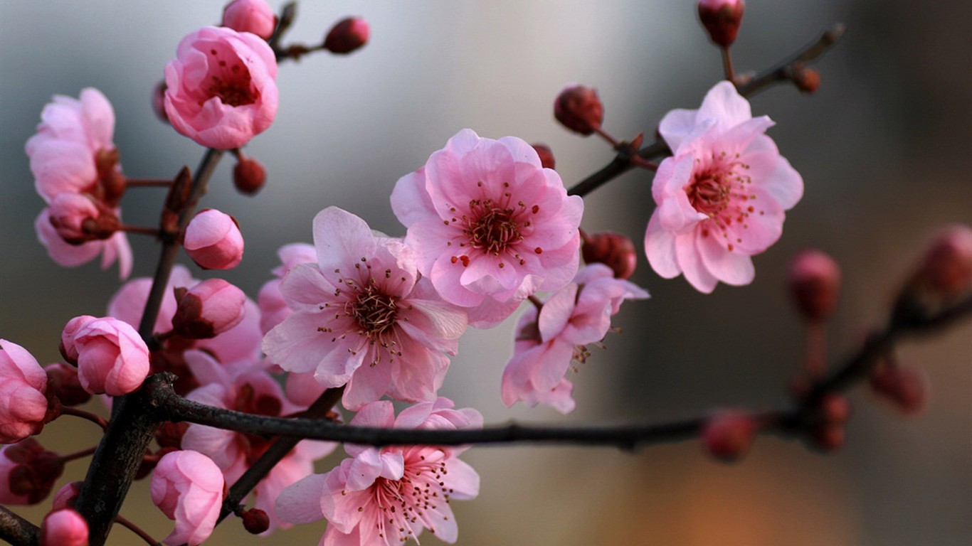 Flores de primavera (Minghu obras Metasequoia) #8 - 1366x768