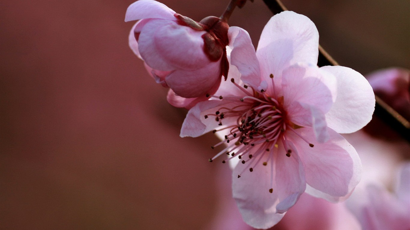 Flores de primavera (Minghu obras Metasequoia) #11 - 1366x768