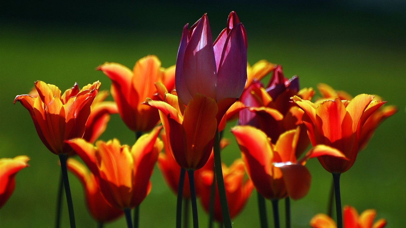 Fond d'écran HD de fleurs colorées #6 - 1366x768