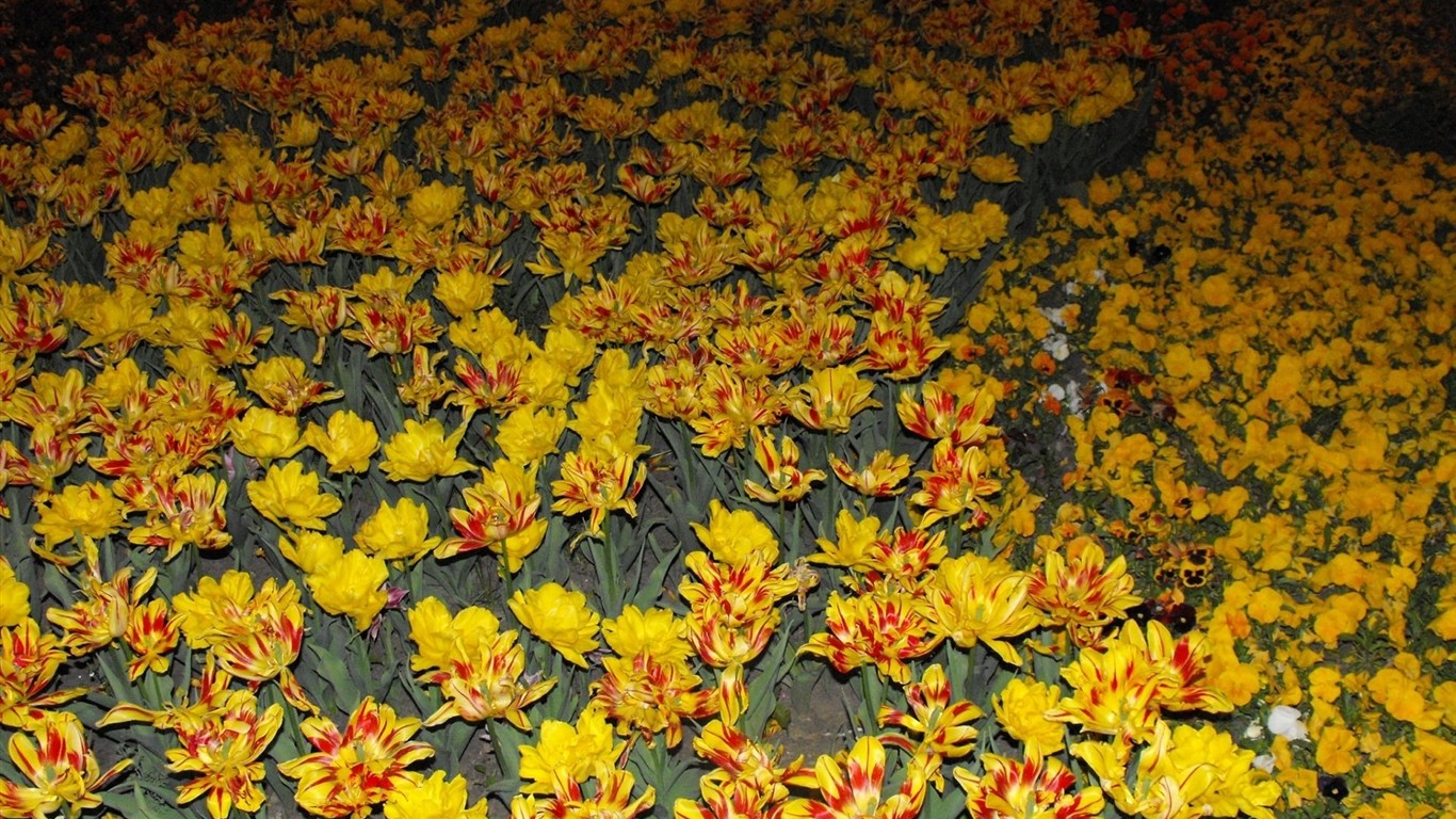 鲜艳夺目花朵高清壁纸17 - 1366x768