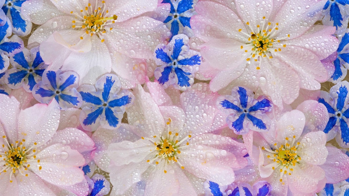 鲜艳夺目花朵高清壁纸20 - 1366x768