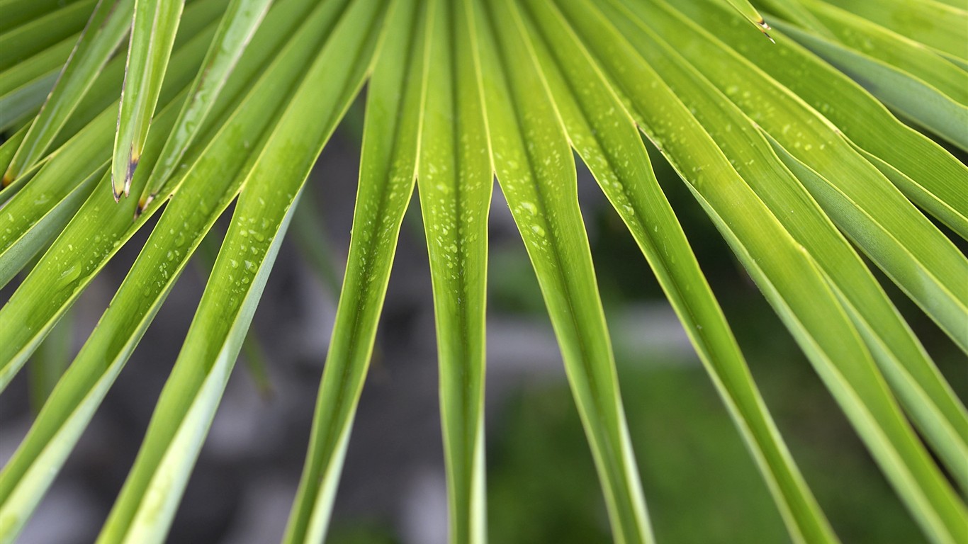 超大叶脉花草高清壁纸13 - 1366x768